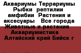 Аквариумы.Террариумы.Рыбки, рептилии, амфибии. Растения и аксесуары - Все города Животные и растения » Аквариумистика   . Алтайский край,Бийск г.